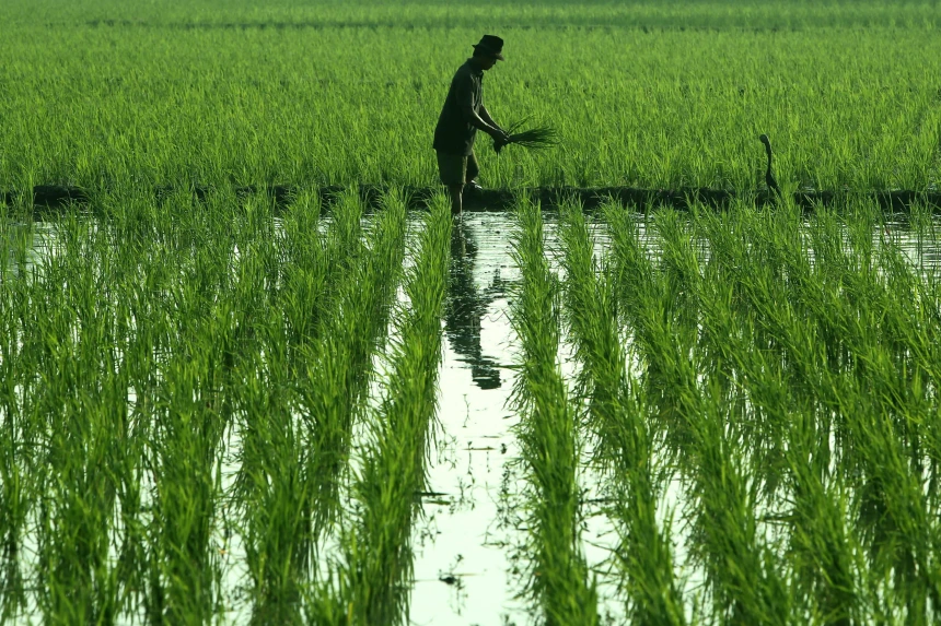 Hamparan sawah desa
